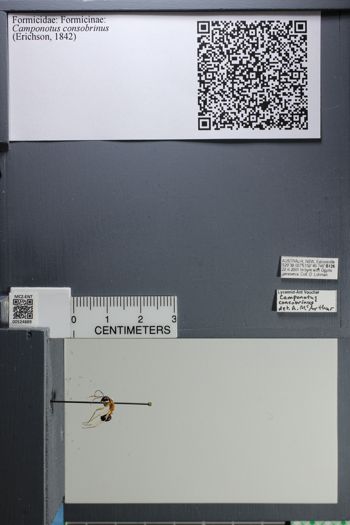 Media type: image;   Entomology 524889